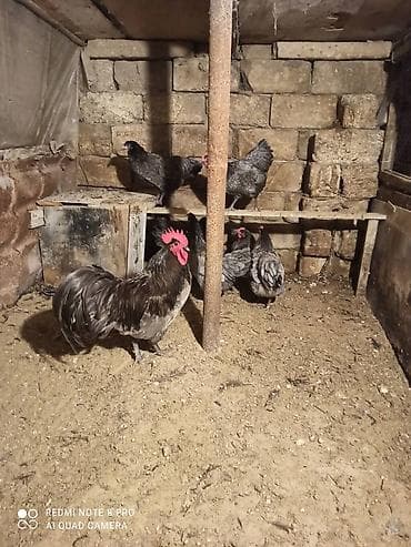 sultan papuqay satisi: Australorp yumurta satısı davam edir. qara boz rəngləri var heyvanlar — 2