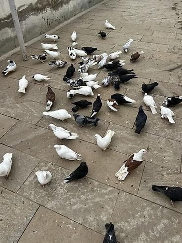 qanqal iti qiymeti: Quwdar satilir qiymet 5,10,15 xirdalandadi 0518471797 — 3