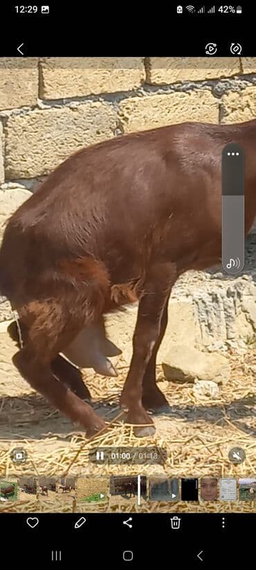 cins keciler: Dişi, Hələb, il: 1, Südlük, Ünvandan götürmə — 9