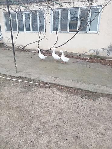 Ağ qazlar satılır. Məhsulun təsviri: - Şəkildə 3 ədəd ağ rəngli ev