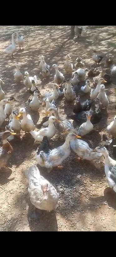 Satış üçün ördək sürüsü - Növlər: müxtəlif rəngli yerli ördəklər (ağ