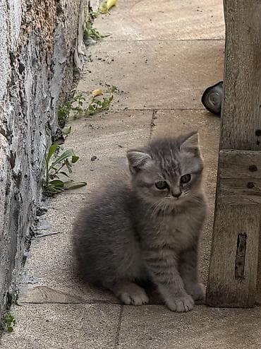 erkey pisik adlari: Britan, Erkək — 7