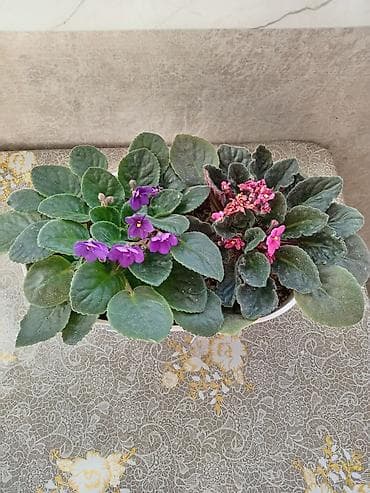 Фиалка 15 ман