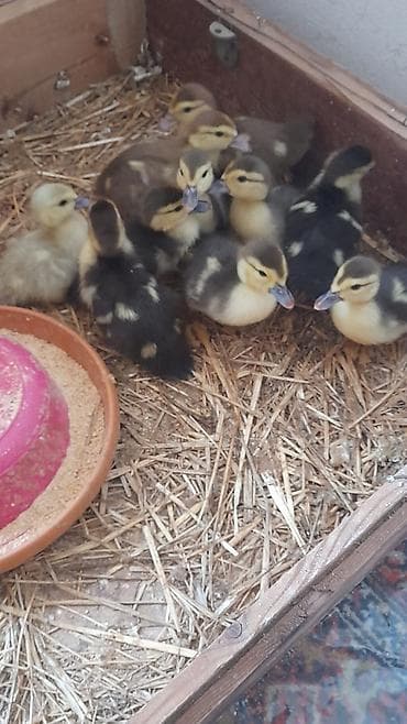 ordek balalari: 6 günlük 10 dene bala tam mayalanmış zümrüdü krasnadar lavanda 5 m — 5