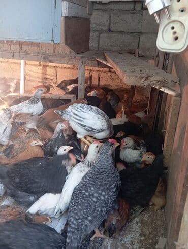 Toyuq cücələri, Ətlik