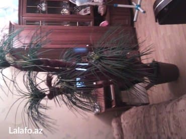 süni ağac: Dekarativ palma ağacı. Hündürlüyü 1. 90sm. 7 budaqlı — 2