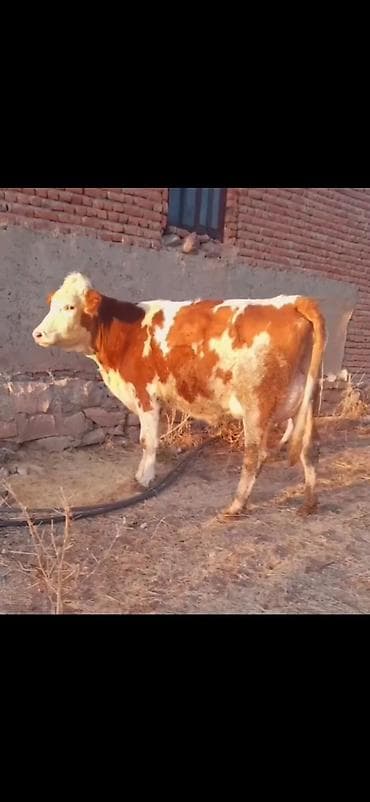 keci satışı tap az: Simental tipli inək və balası - Rəng: qırmızı-ağ alaca - Ana inək — 6