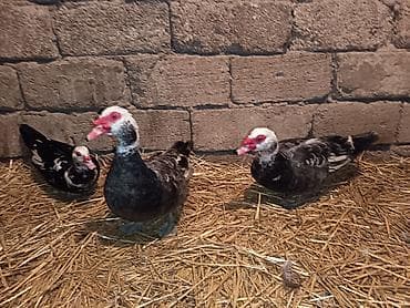 Akvariumlar: Erkək, | Lal ördək, Ətlik — 4