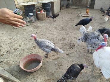 ördək ətinin qiyməti: Erkək, Damazlıq — 2