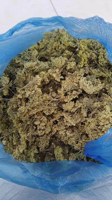 Digər bitkilər: Bütün növ yerli və xaricdən gəlmə bitkilərin topdan satışı Çərəz — 7