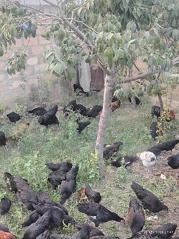 cuca: 🐔 Australorp Toyuqun cücələri satışda! Şəkildə qeyd olunmuş — 6