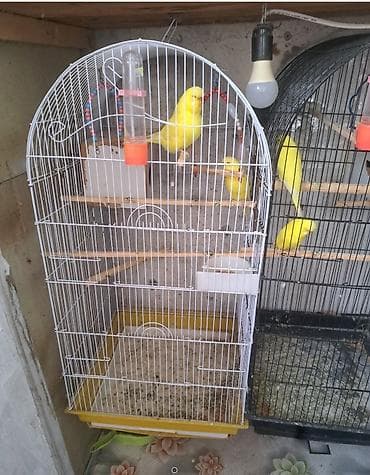 qəfəs: Məhsul: Sarı rəngli dalğalı papuqay cütü və tam avadanlıqlı qəfəs — 6