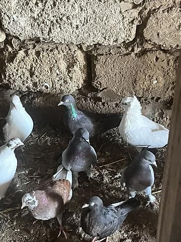 hələb keçilərin qiyməti: Təmiz göylərdi cütdülər cütü 25m ünvan maştağa — 3