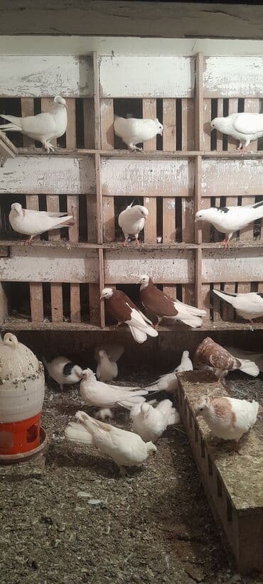 quş yuvaları: Hazir cutdulər balasida var real aliciya cuzi endirim olacaq Təsvir — 5