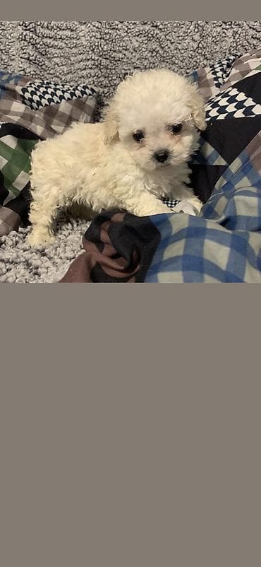 tap. az itler: Pudel, 2 ay, Erkek, Ödənişli çatdırılma — 10