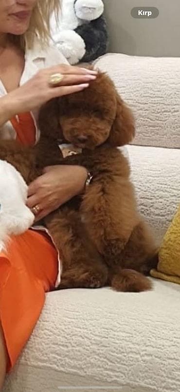 heyvan bazarı: Pudel, Erkek — 2