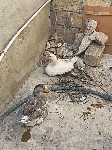 qaz bala: Yerli qazlar satilir 6 aylıqdi cutu 50 manat — 2