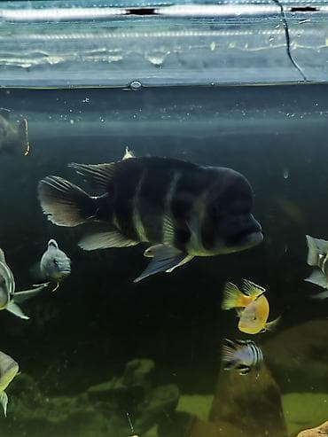 baliq akvarum: Cixlid balığı, Yırtıcı — 6