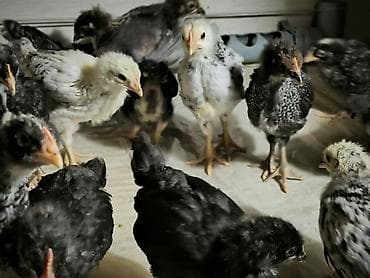 kend cucesi: Toyuq cücələri, Ətlik — 5