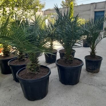 devedabani bitkisi: Xurma palması (Phoenix dactylifera) – böyük qara plastmas qabda — 1