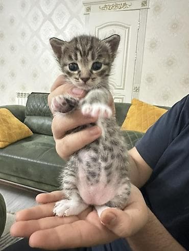 Tabbi, Yaxşı əllərə