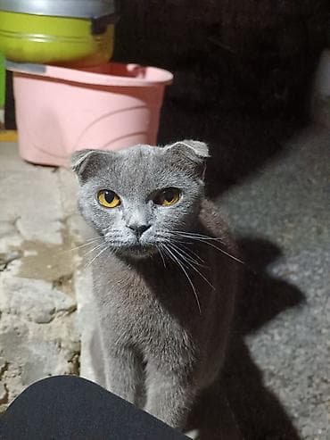 Şotland yastı qulaq — 5