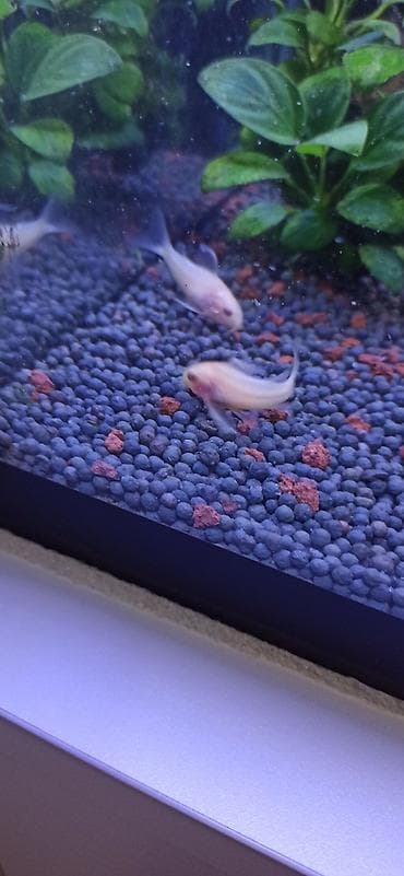 akvarium balıqı: Akvarium üçün albino Corydoras panda (cory balığı) qrupu ölçüləri 4.5 — 2