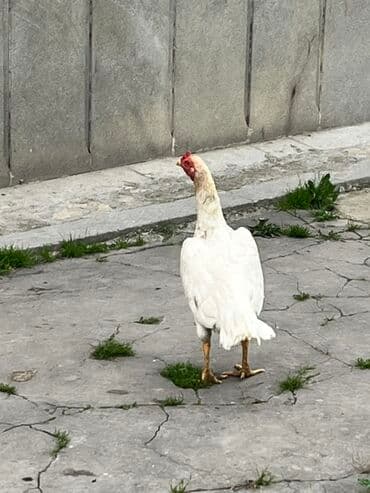 ari ramkasi satisi: Toyuq, Ətlik — 3