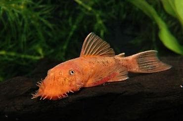 kompressor akvarium: Narıncı Ancistrus (Bristlenose Pleco) – akvarium yosun təmizləyicisi — 3