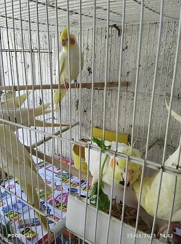 tutuquşlar: Erkey 55 disi 50 azn elaqe watsap Məhsul: Nimfa (Cockatiel) — 1
