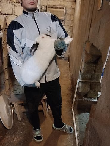 seki heyvan: 🐇 Velikan və Kaliforniya Dovşanları Satılır Təmiz qan xəttindən olan — 3