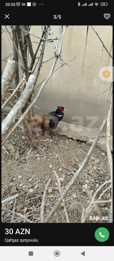 Muncuqlar: Məhsul: Qafqaz qırqovulu (erkək) Təsvir: - Növ: Qafqaz qırqovulu — 4