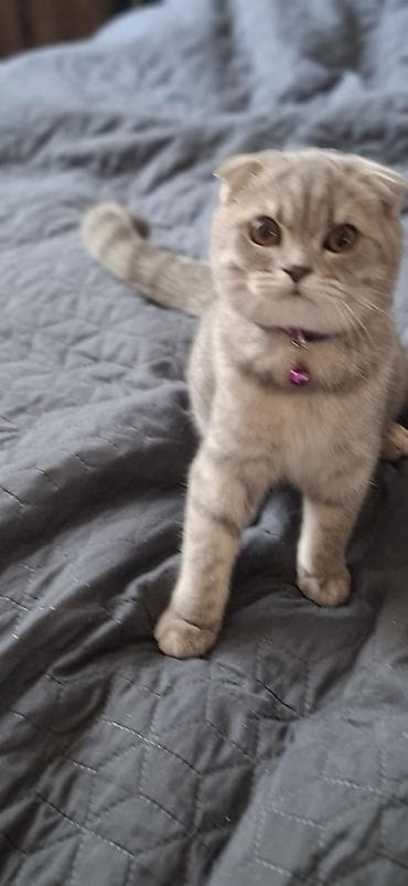 bala haski: Şotland yastı qulaq, Dişi — 2