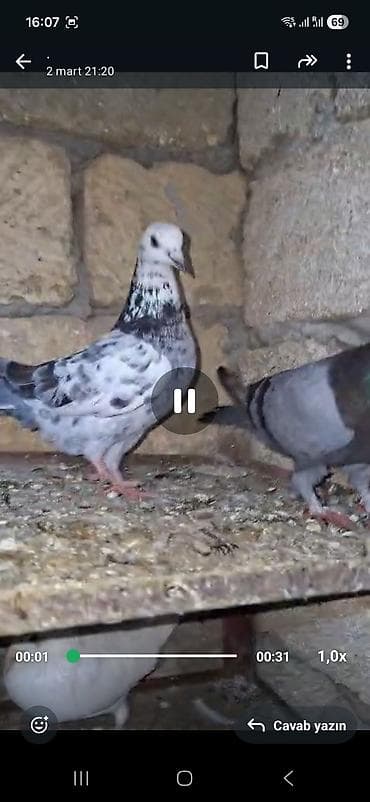 Tutuquşları: Salam. görvlər bakidədi cut satlər ucşna cavdehəm 2 sində — 1