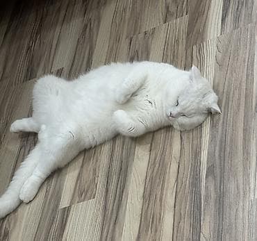 Şinşilla, Erkək, Cütləşmə üçün