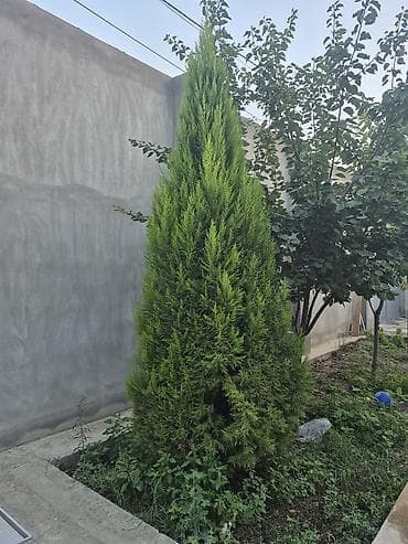 ağac satışı baki: Hundurluyu,texmini,3 metrdi sixdi 250 man asagiya razilasariq — 1