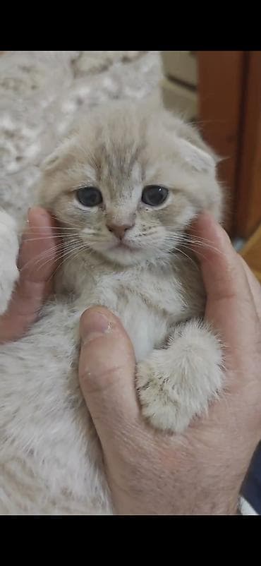 pişik paltarı: Britan — 8