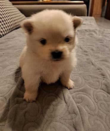 Şpitz, 1 ay, Ünvandan götürmə — 2