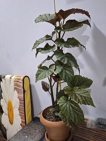 drasena bitkisi: Böyük qapalı bitki və sükulent dəsti - Begonia maculata (benekli — 2