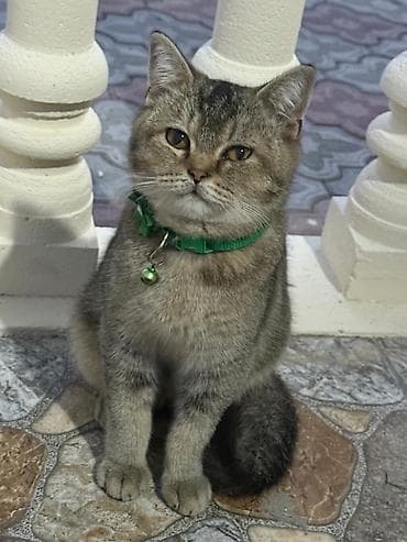 pişim: Boz tüklü balaca pişik balaları - Xüsusiyyətlər: - Qısa, sıx və — 8