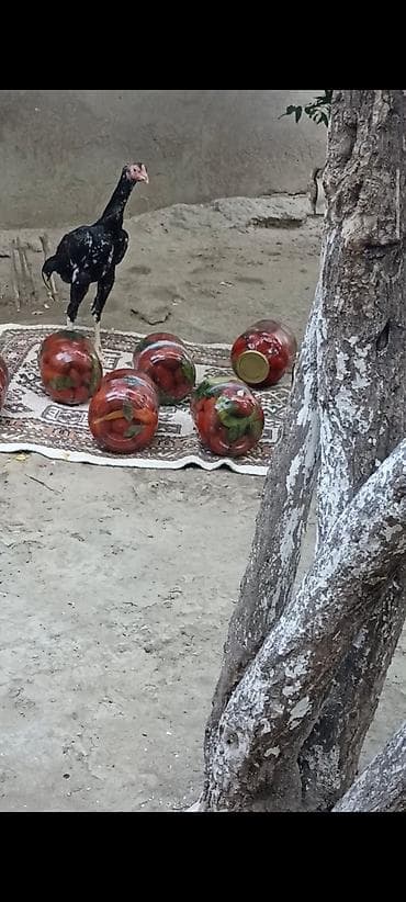 kullu xoruz: 4 ayndad şər yazmaqa Etyac yoxdu Atasnın döyüş vidyosu var - Uzun — 2