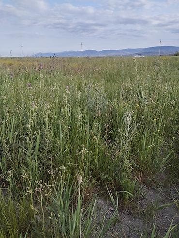 аренда дач в баку: 2 соток, Для сельского хозяйства — 2