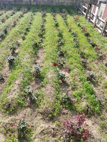 gül toxumları satışı: Şitillər — 5