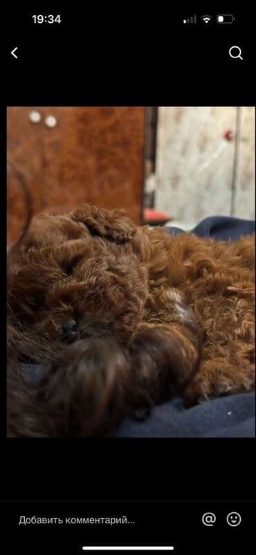 it tasmaları: Pudel, 6 ay, Erkek, Peyvəndli — 1