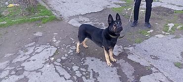 gəncə toyuq satan: Alman çoban iti, 6 ay, Dişi — 5