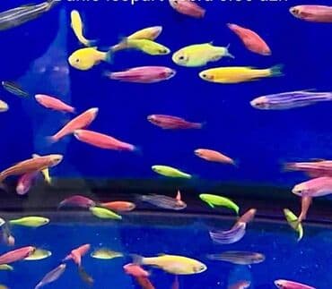 dəvə qiyməti: Akvarium baliglarinin satiwi 🦈 Danio baligi olcu 2 sm+,reng — 1
