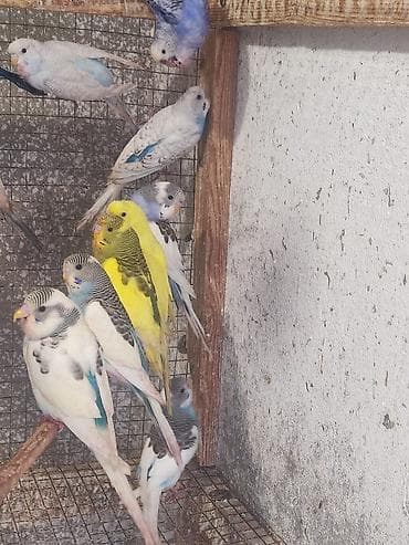 Məhsul: Dalğıç (budaq) tutan dalmatin, albino və klassik rənglərdə