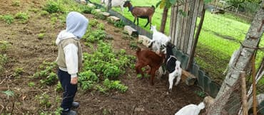 Dişi, il: 2, Südlük