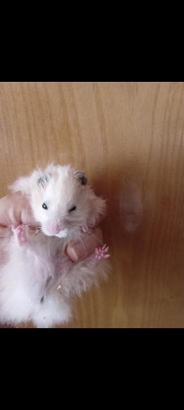 siçan balası: Növ: Hamster (ehtimalən Suriya/uzun tüklü və qısa tüklü balalar) — 2