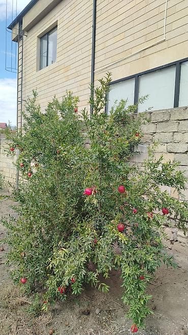 mingecevir emlak.az: 80 kv. m, 3 otaqlı, Kombi, Qaz, İşıq — 7